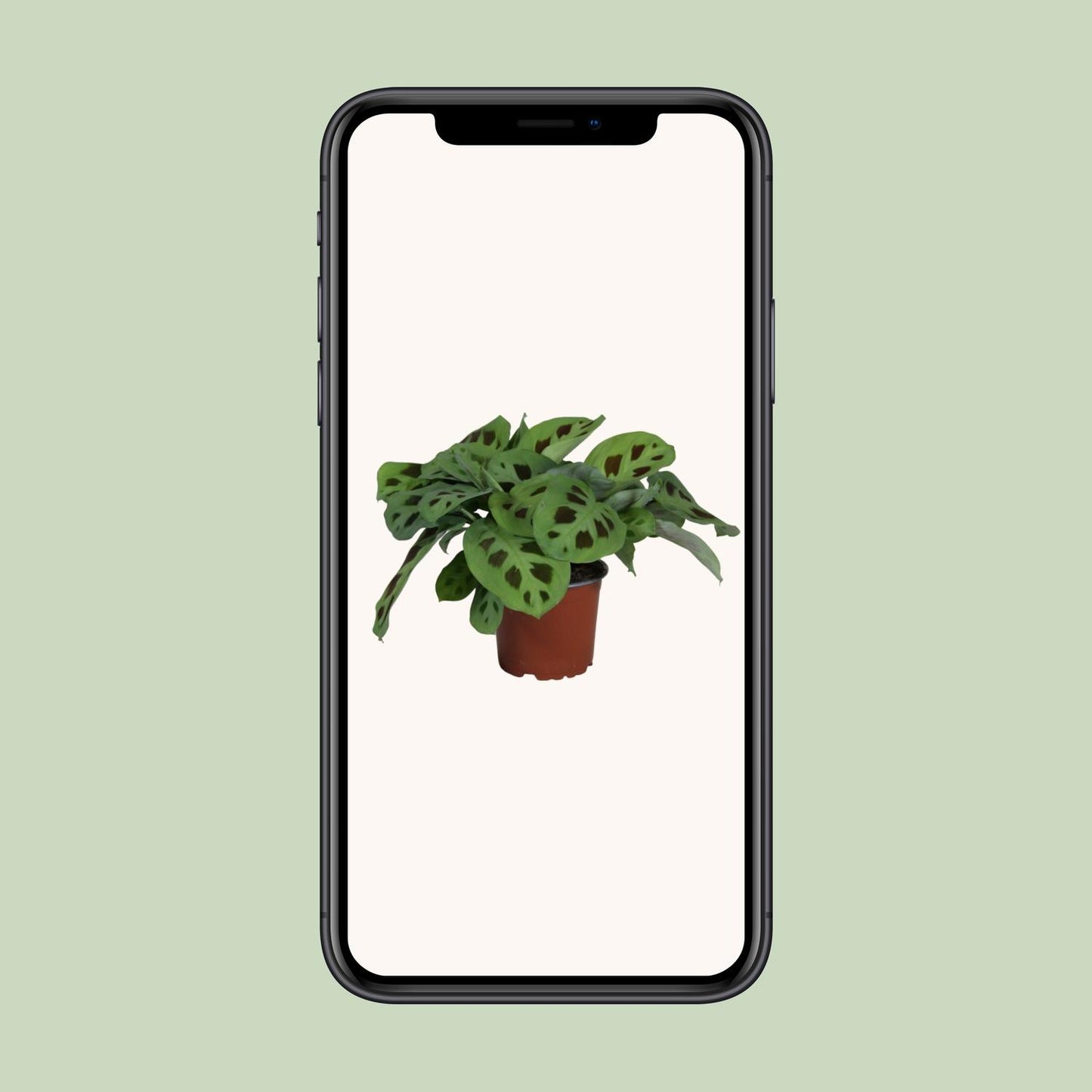 Maranta Leuconeura 'Kerchoveana' – Pflegeleichte Gebetspflanze Ø12cm