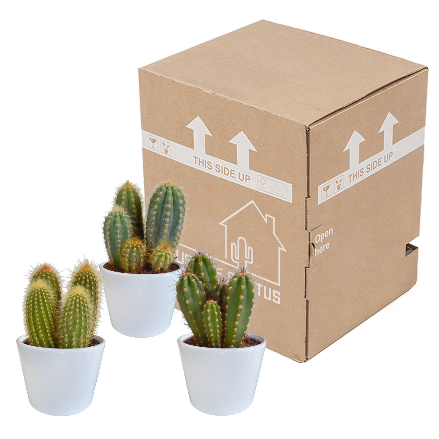 Cereus 3er Set im weißen Topf 10,5 cm – Pflegeleicht & Robust