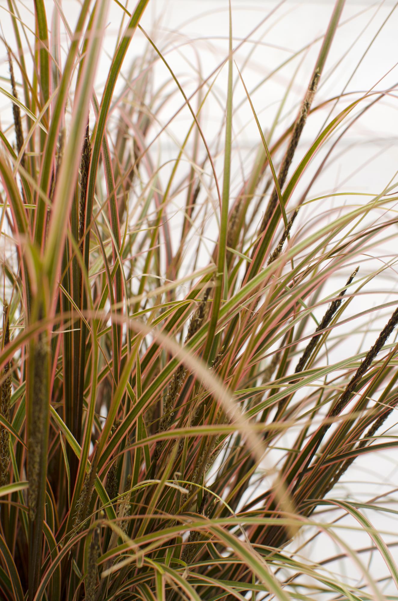 Uncinia rubra Everflame – Rotes Ziergras Ø19 cm