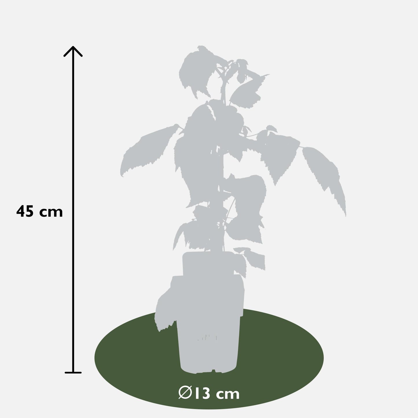 4er-Set Rubus id. Twotimer – robuste Gartensträucher Ø13 cm
