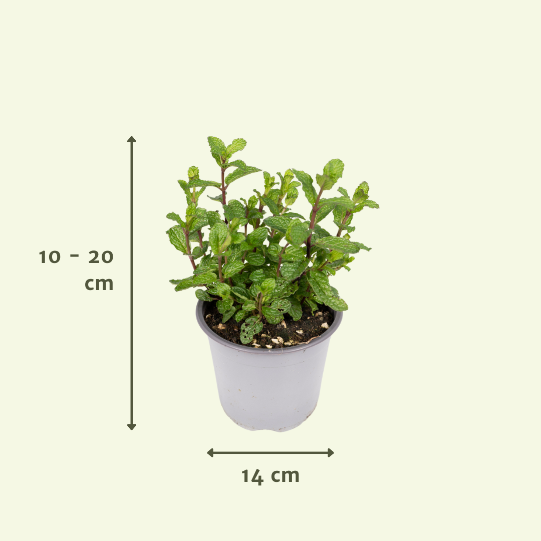 Gartenkräutermischung 4er Set Ø14cm – Aromatisch & Pflegeleicht