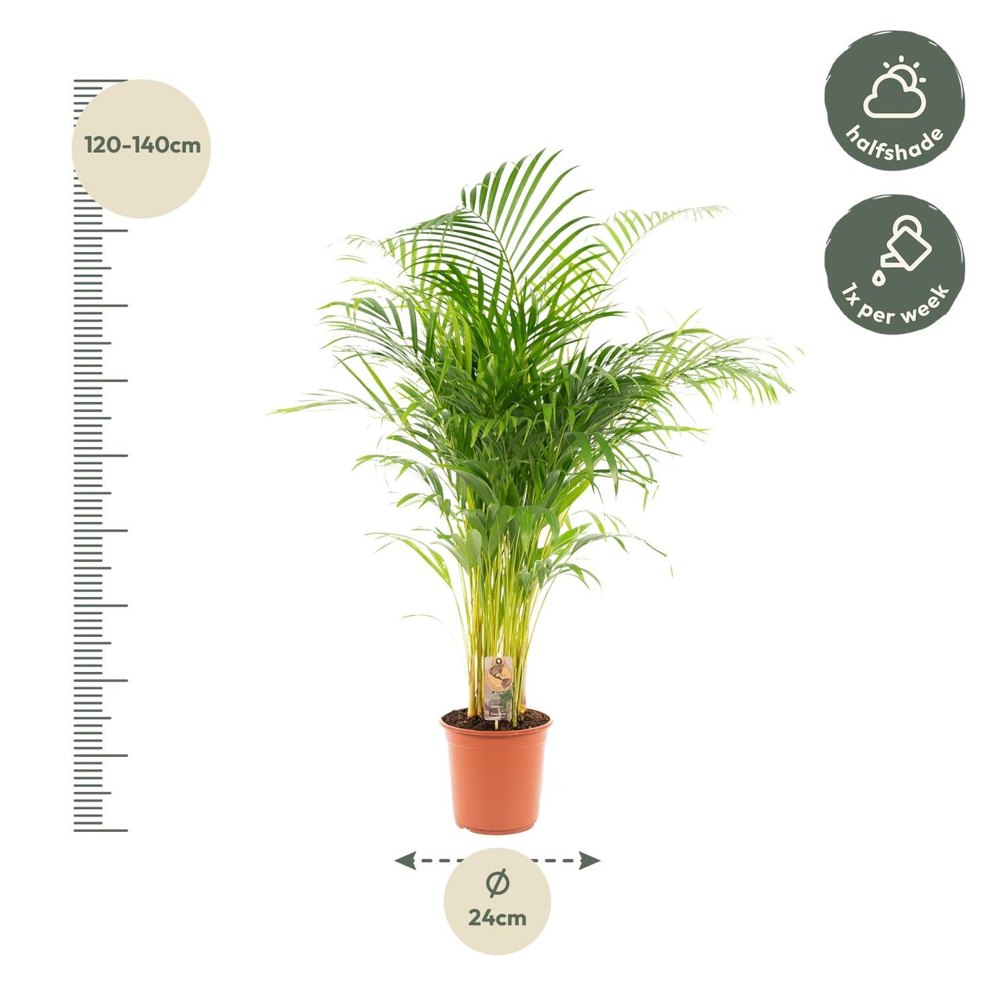 Areca-Palme Ø21cm – Luftreinigende tropische Zimmerpflanze bis 130cm