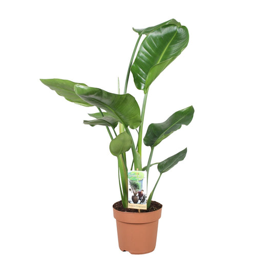 Strelitzia Nicolai – Exotische Paradiesvogelblume Ø17cm, 60cm hoch