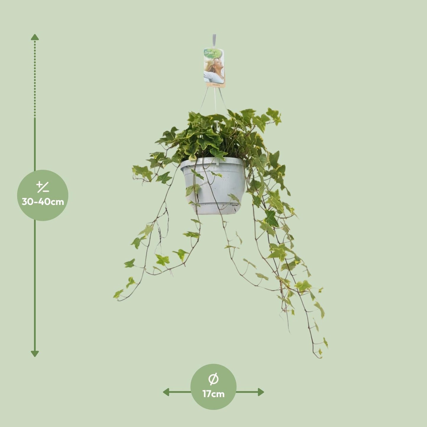 Hedera Helix Geelbont – Pflegeleichter Efeu im Hängekübel Ø17cm