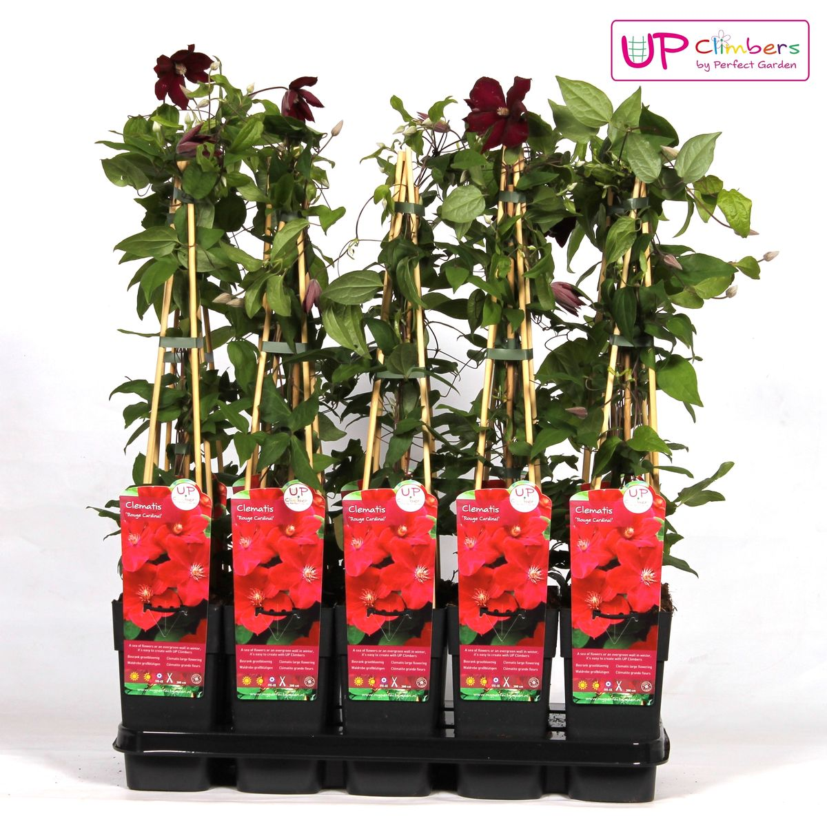 Clematis Hagley Hybrid – Großblütige Kletterpflanze Ø15cm