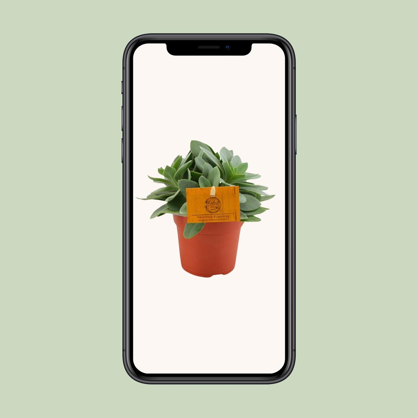 Senecio Cephalophorus – Rubinrote pflegeleichte Sukkulente Ø10,5cm