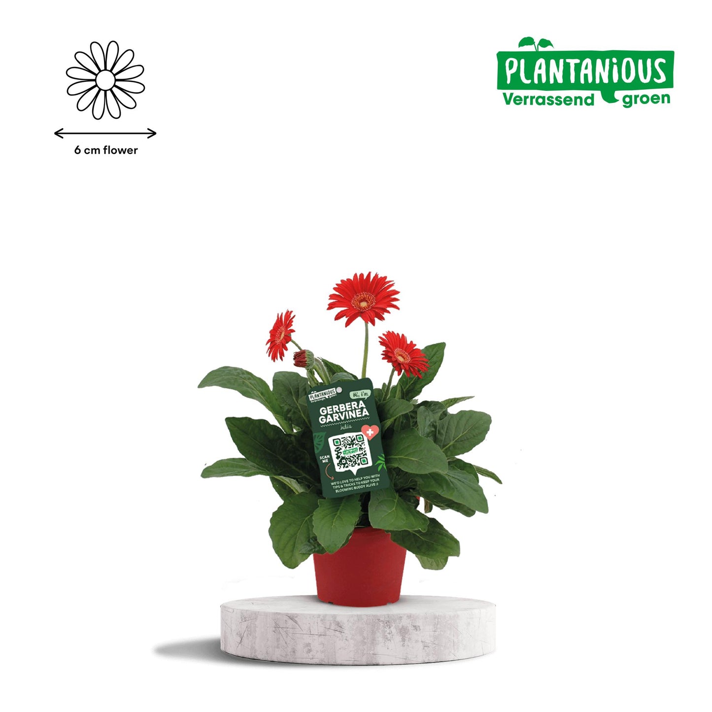 Garvinea Gerbera Rood – Pflegeleichte Blühpflanze Ø19cm