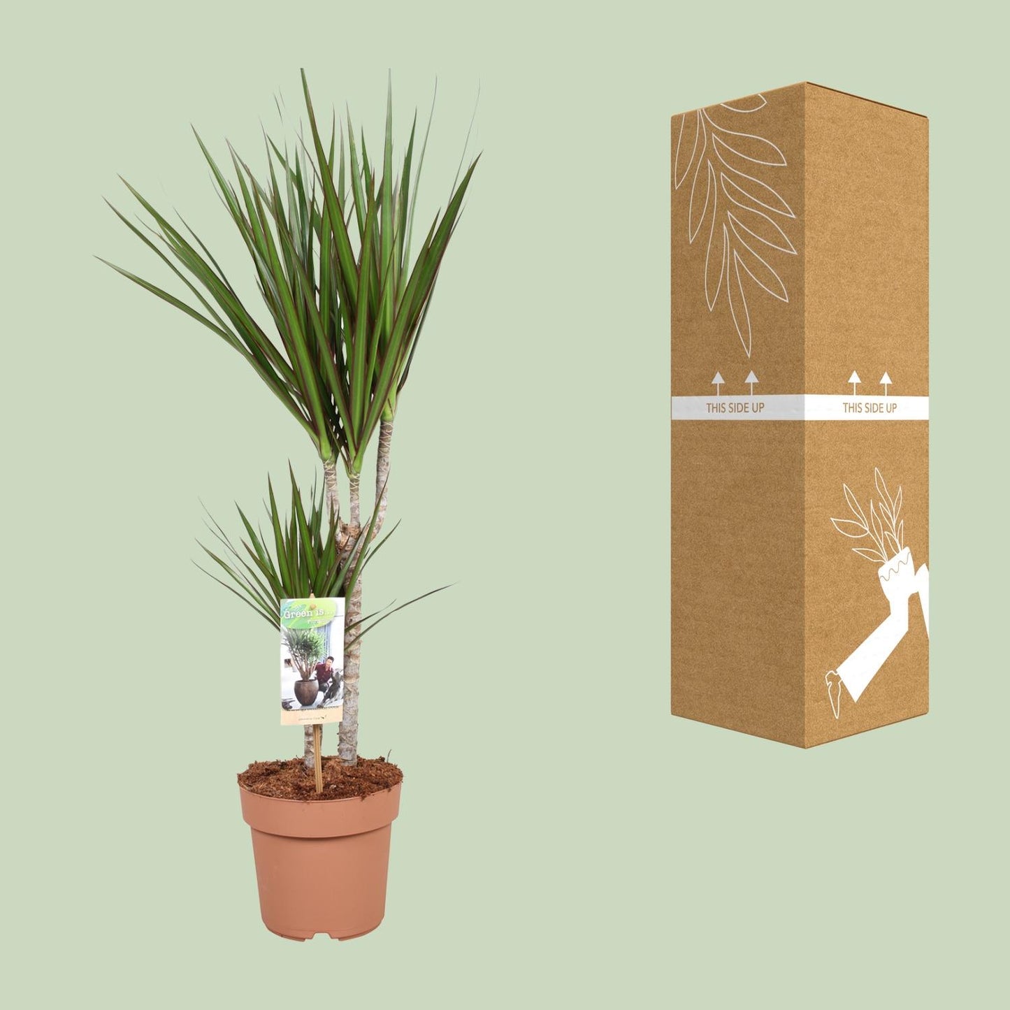 Dracaena Marginata – Pflegeleichter Drachenbaum Ø17cm