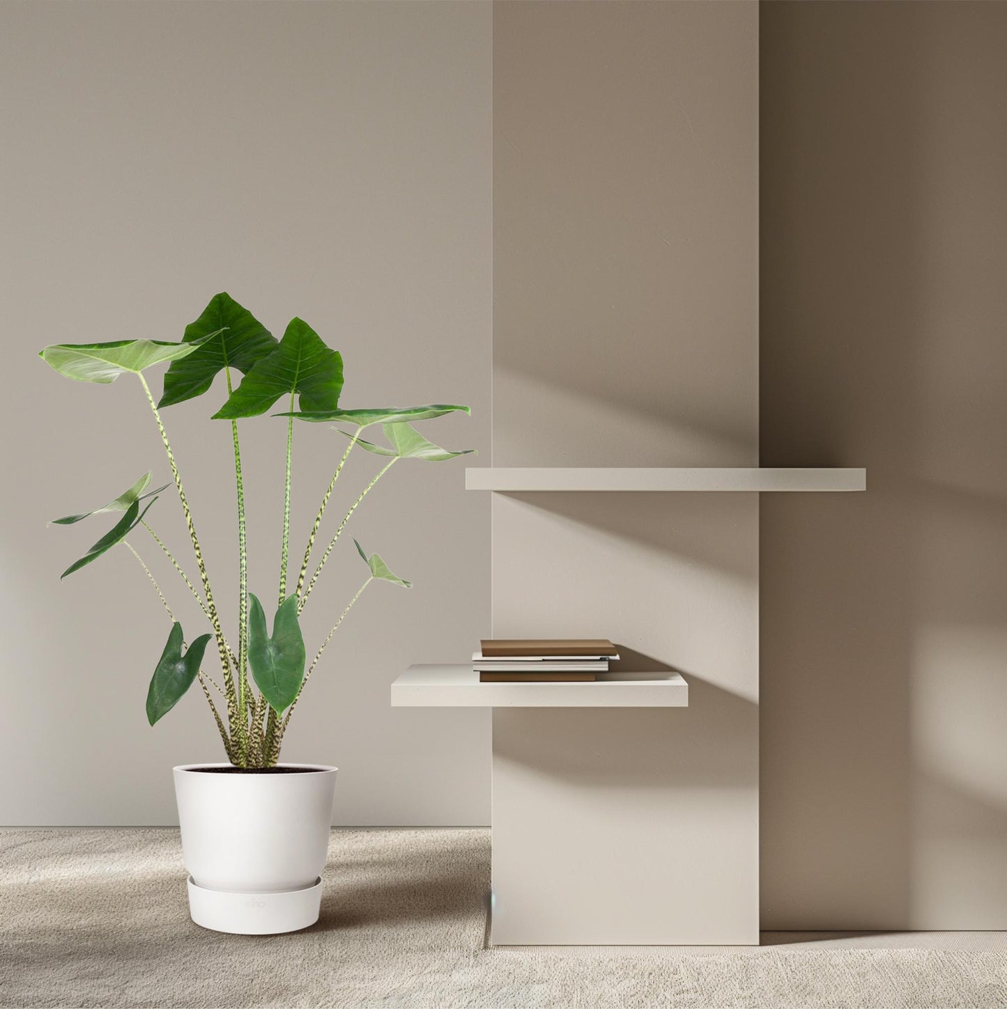Alocasia Zebrina – Trendige, pflegeleichte Zimmerpflanze 130 cm