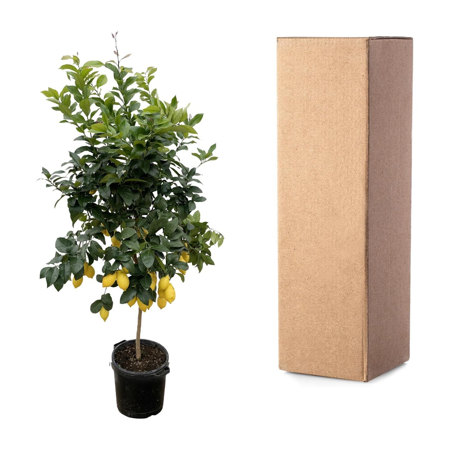 Citrus Lemon Calamondin – 200 cm, ø40 cm, pflegeleicht