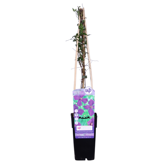 3x Clematis Viticella 'Polish Spirit' – Blühstarker Kletterstar