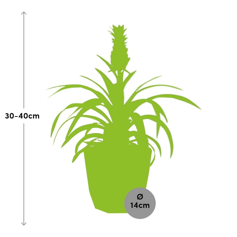 Ananas-Pflanze 'Mi Amigo' – Pflegeleichte Tropische Zimmerpflanze