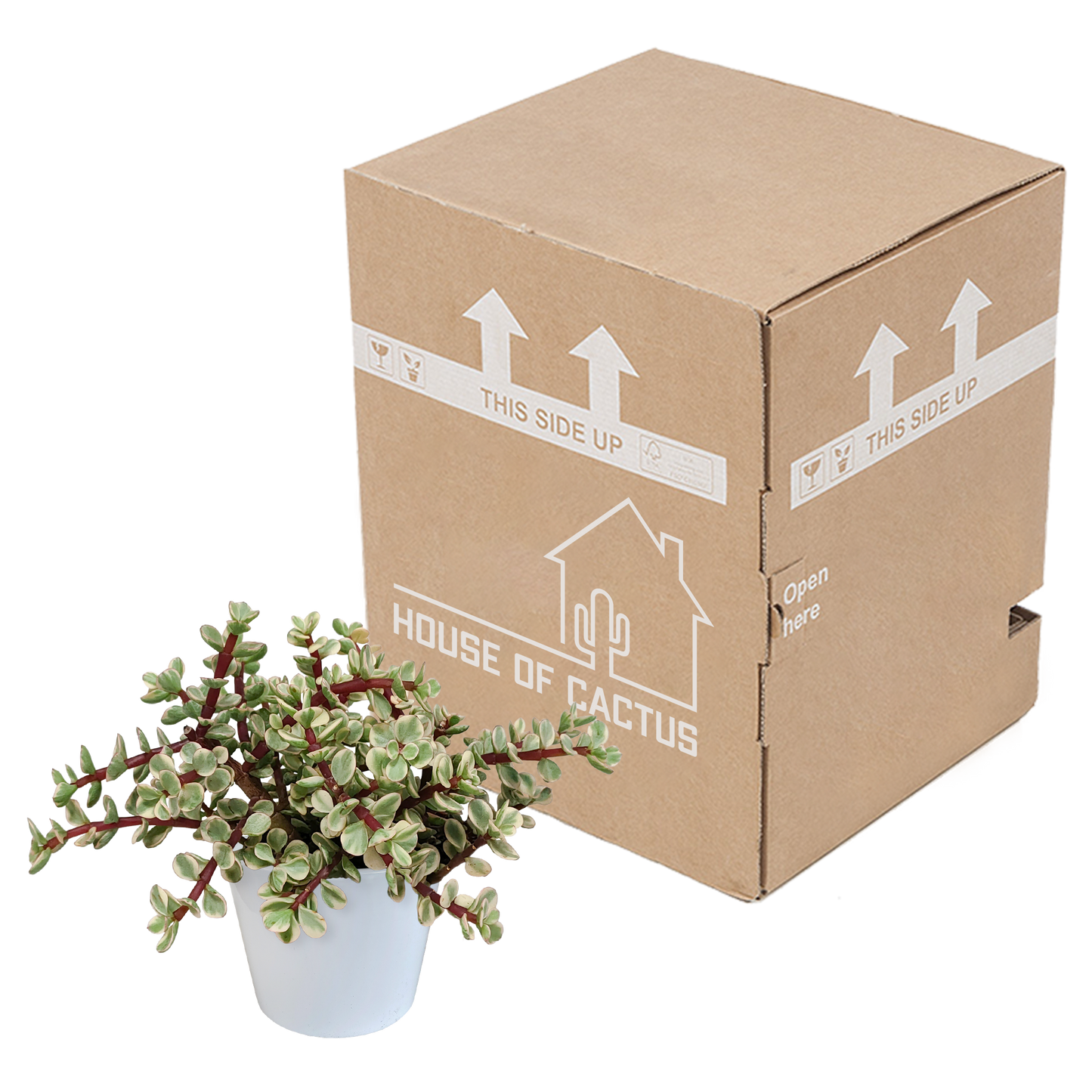 Portulacaria afra Variegata 10,5cm – pflegeleichte Sukkulente im weißen Topf