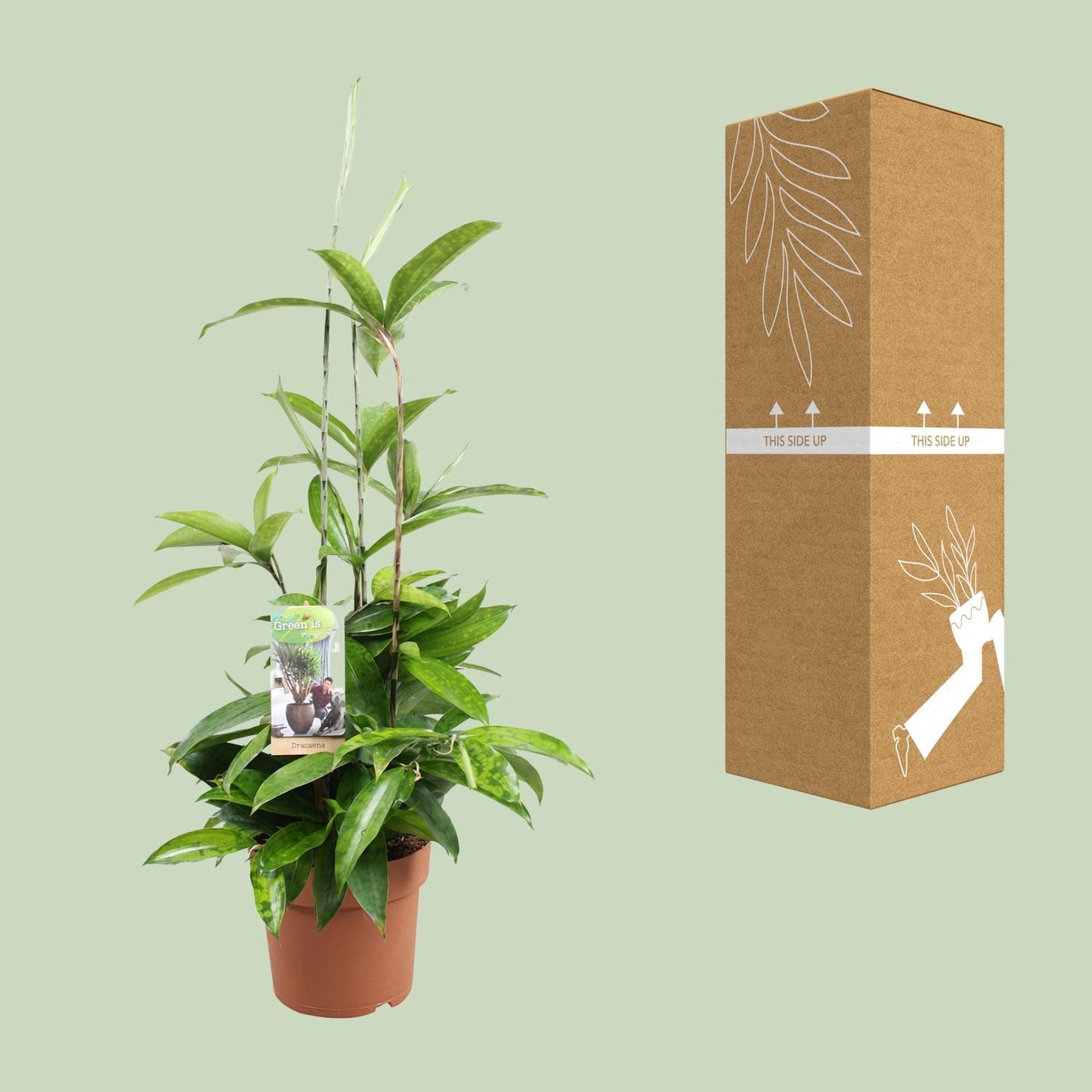 Dracaena Surculosa – Pflegeleichter Drachenbaum Ø17cm