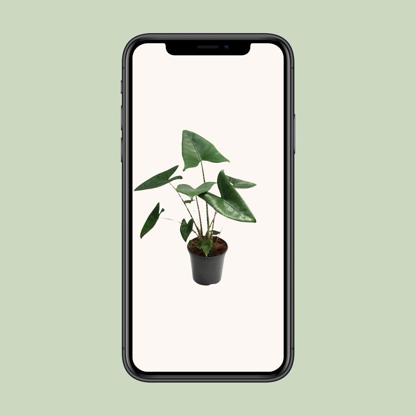 Alocasia Zebrina – Tropische, pflegeleichte Zimmerpflanze Ø21cm
