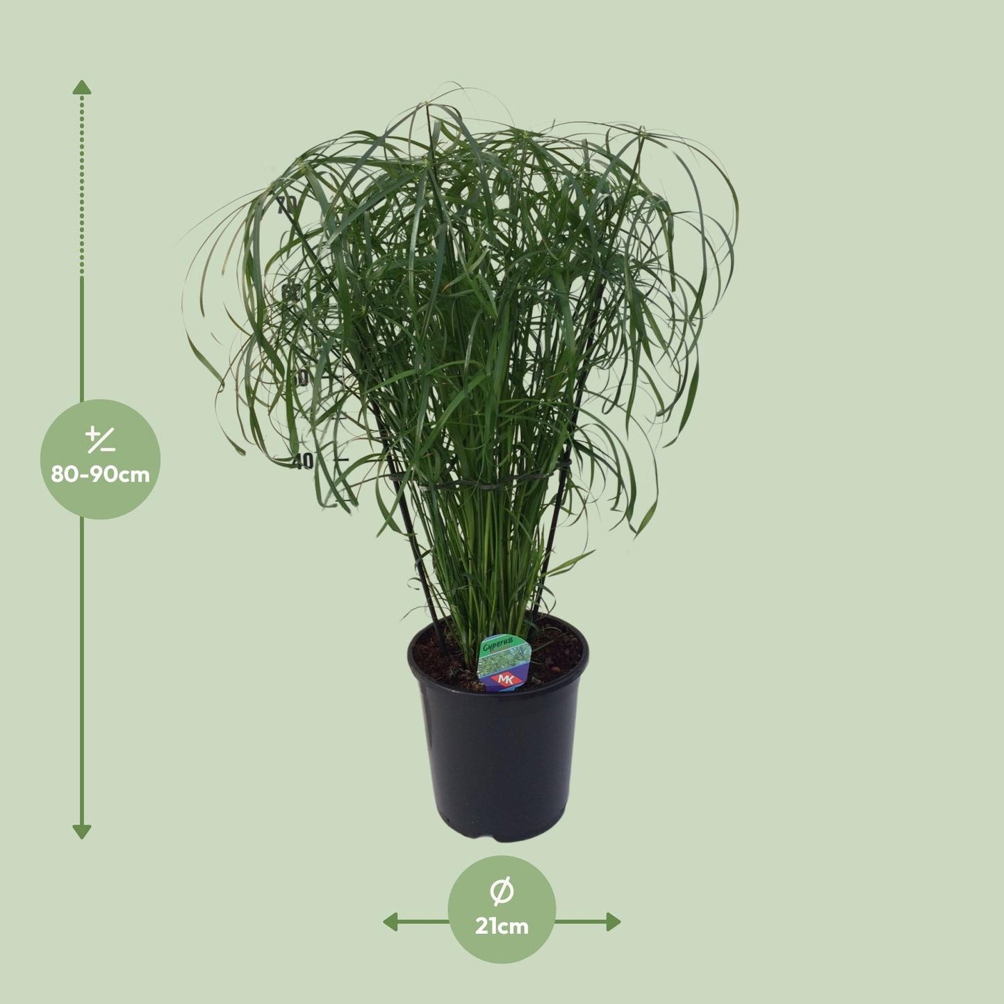 Cyperus Alternifolius Ø21cm – Pflegeleichtes Schirmgras
