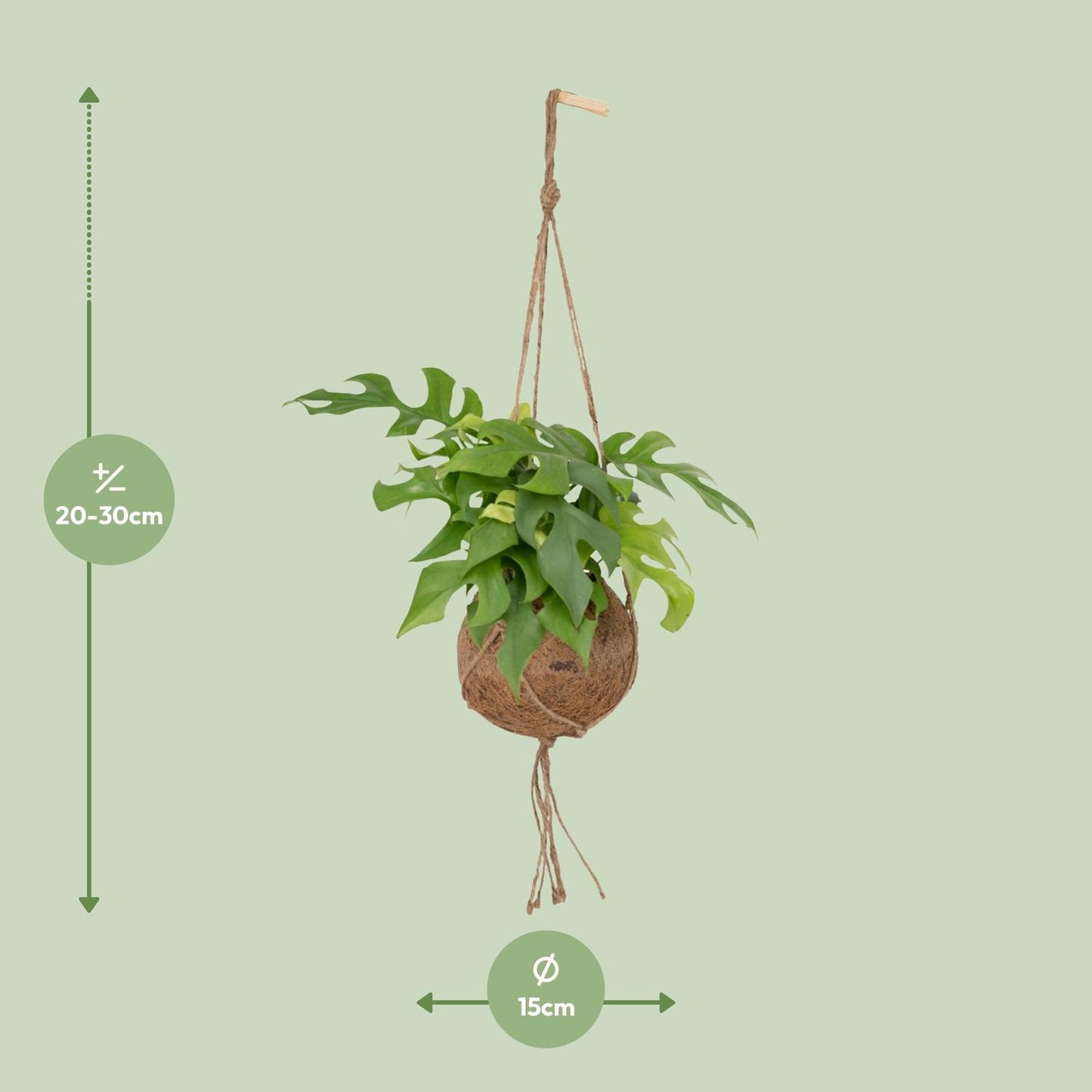 Kokedama Monstera Minima – Pflegeleichte Lochpflanze Ø15cm