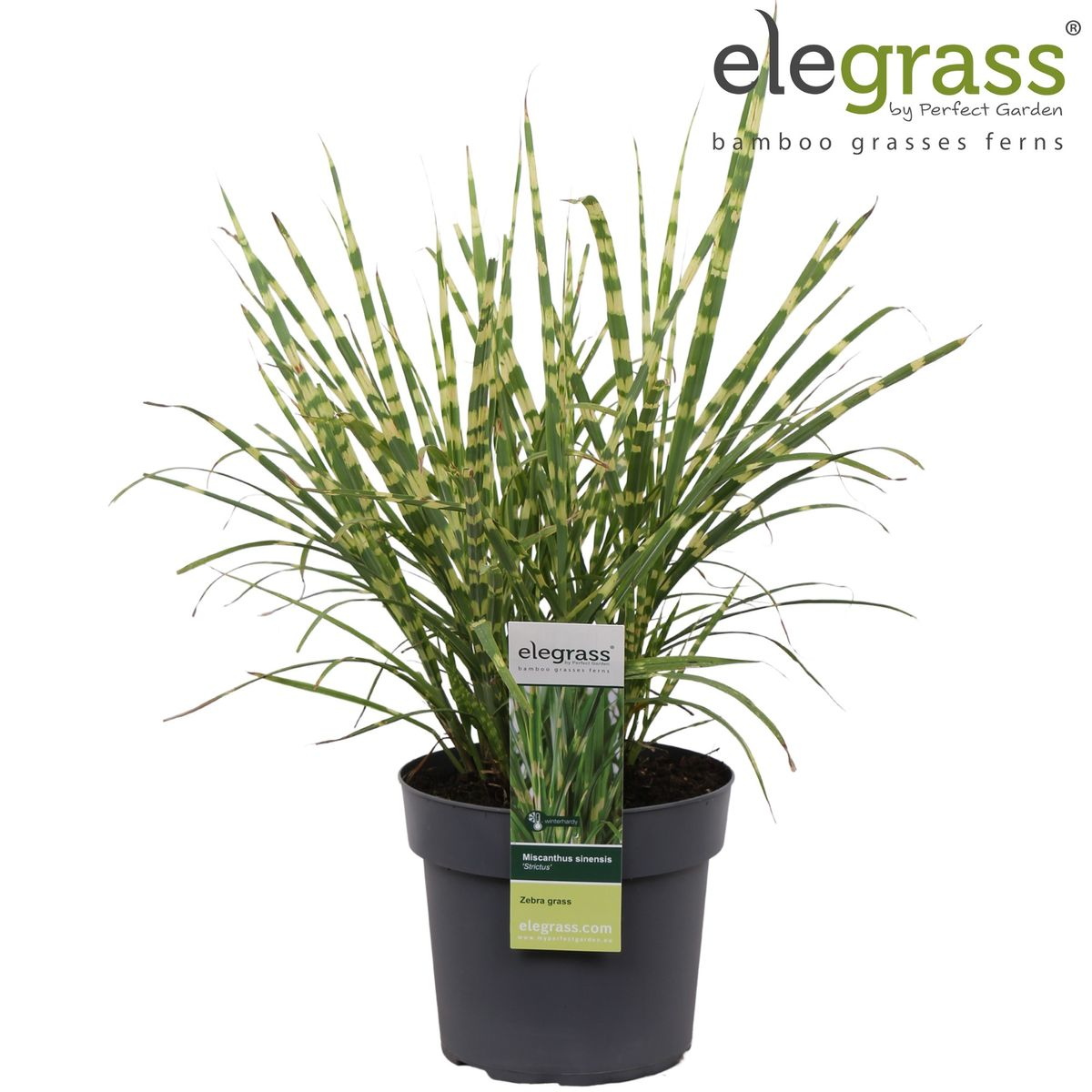Miscanthus sinensis Strictus – Pflegeleichtes Zebra-Gras Ø23cm