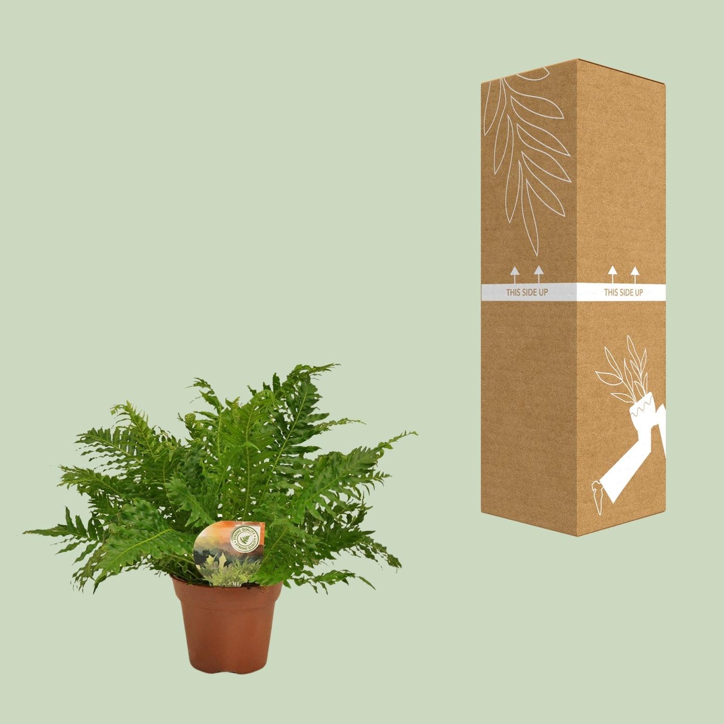 Blechnum Silver Lady – Eleganter pflegeleichter Zimmerfarn Ø17cm