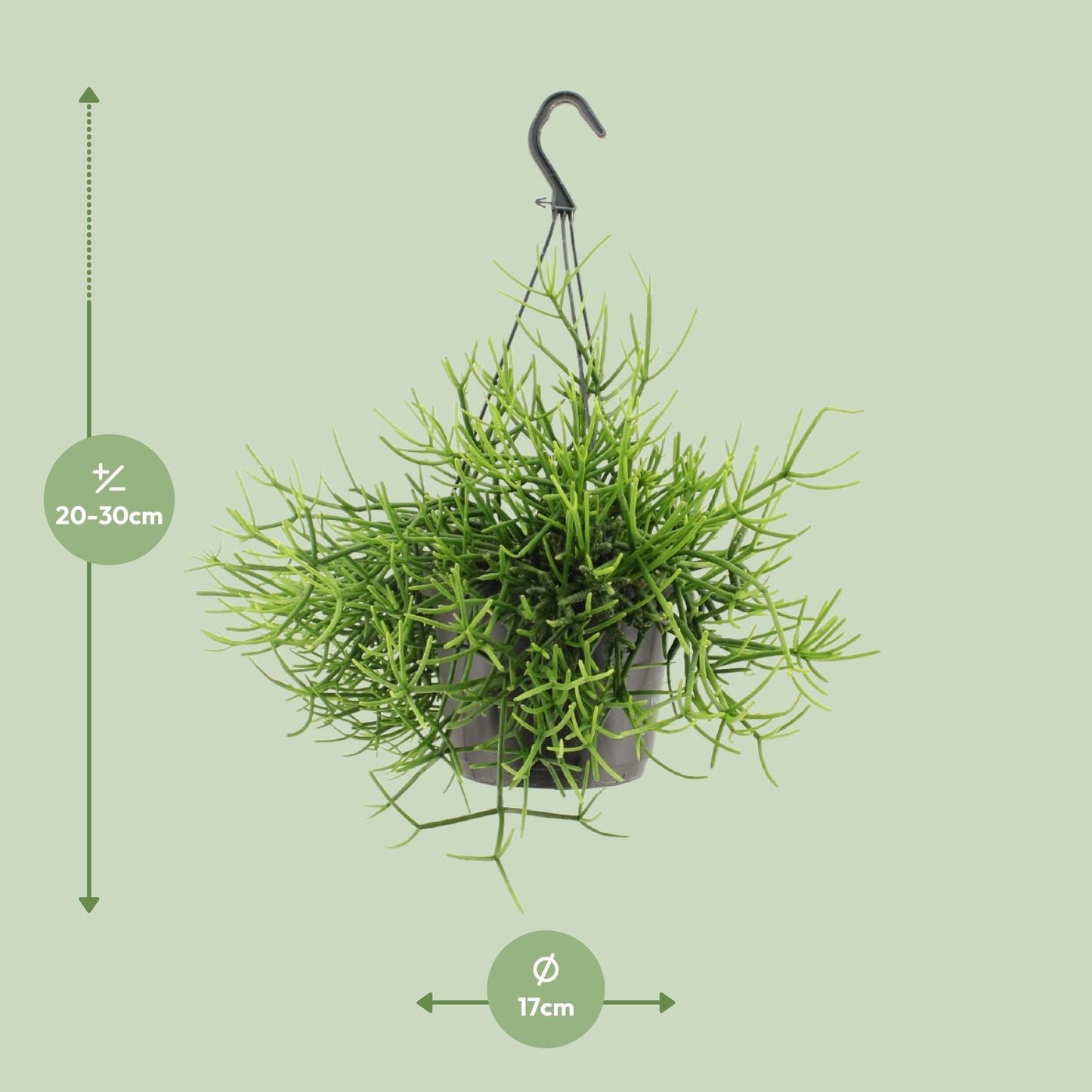 Rhipsalis Heteroclada – Pflegeleichte tropische Zimmerpflanze Ø17cm