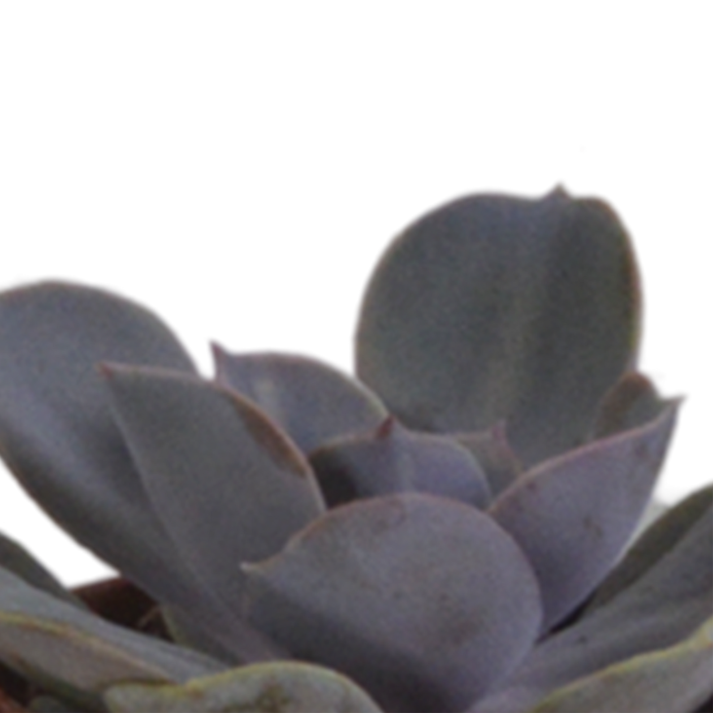 Vetplanten-Mischung 5,5 cm im Terrakottatopf – 5er Set