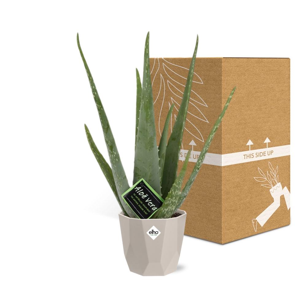 Aloe Vera 12 cm im ELHO b.for rock Topf – pflegeleicht & luftreinigend