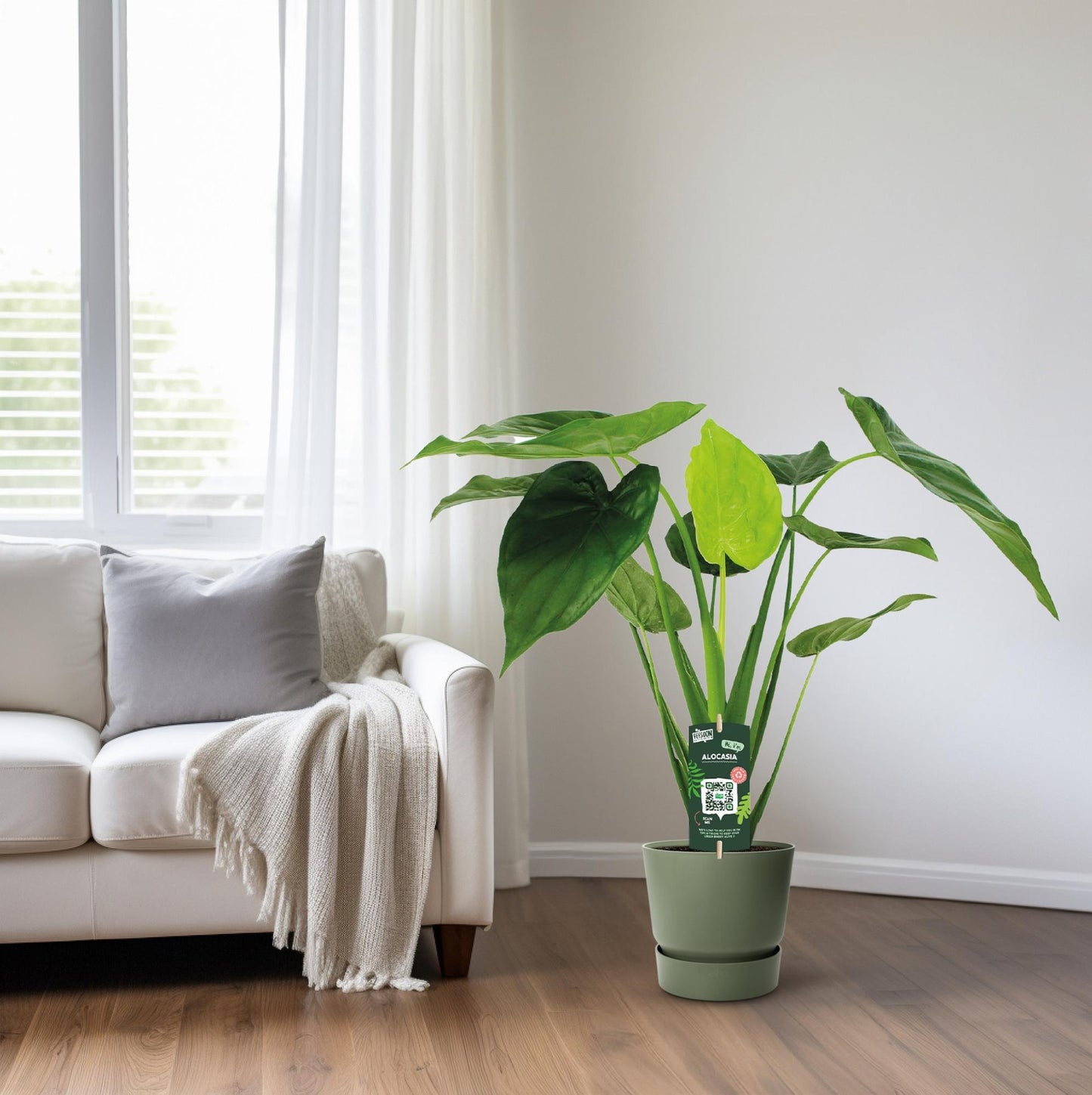 Alocasia Cucullata Elefantenohr Ø19cm – Pflegeleicht & Modern