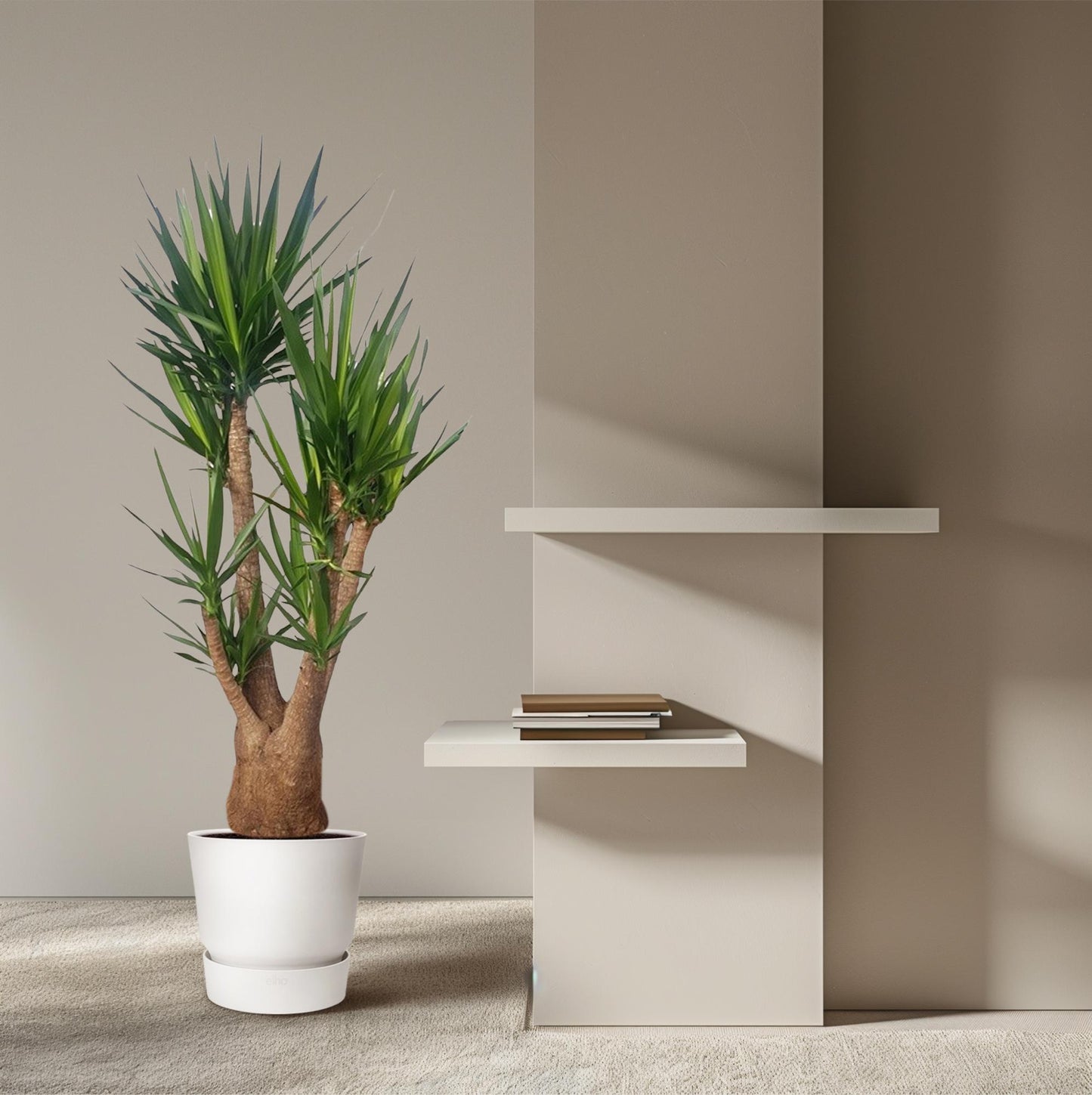Yucca Elephantipes vertakt – 190 cm, Ø 55 cm, pflegeleicht & robust