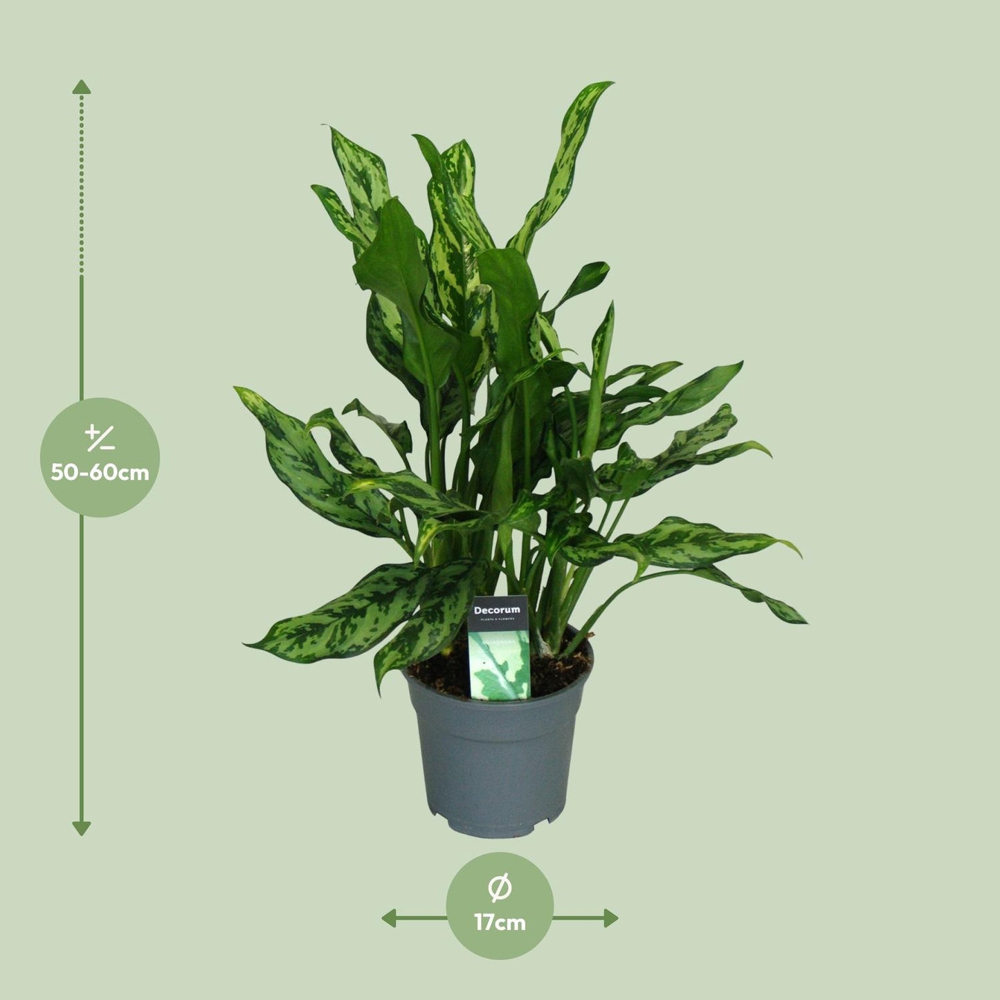 Aglaonema Miss Julliette Ø17cm – Luftreinigende Zimmerpflanze