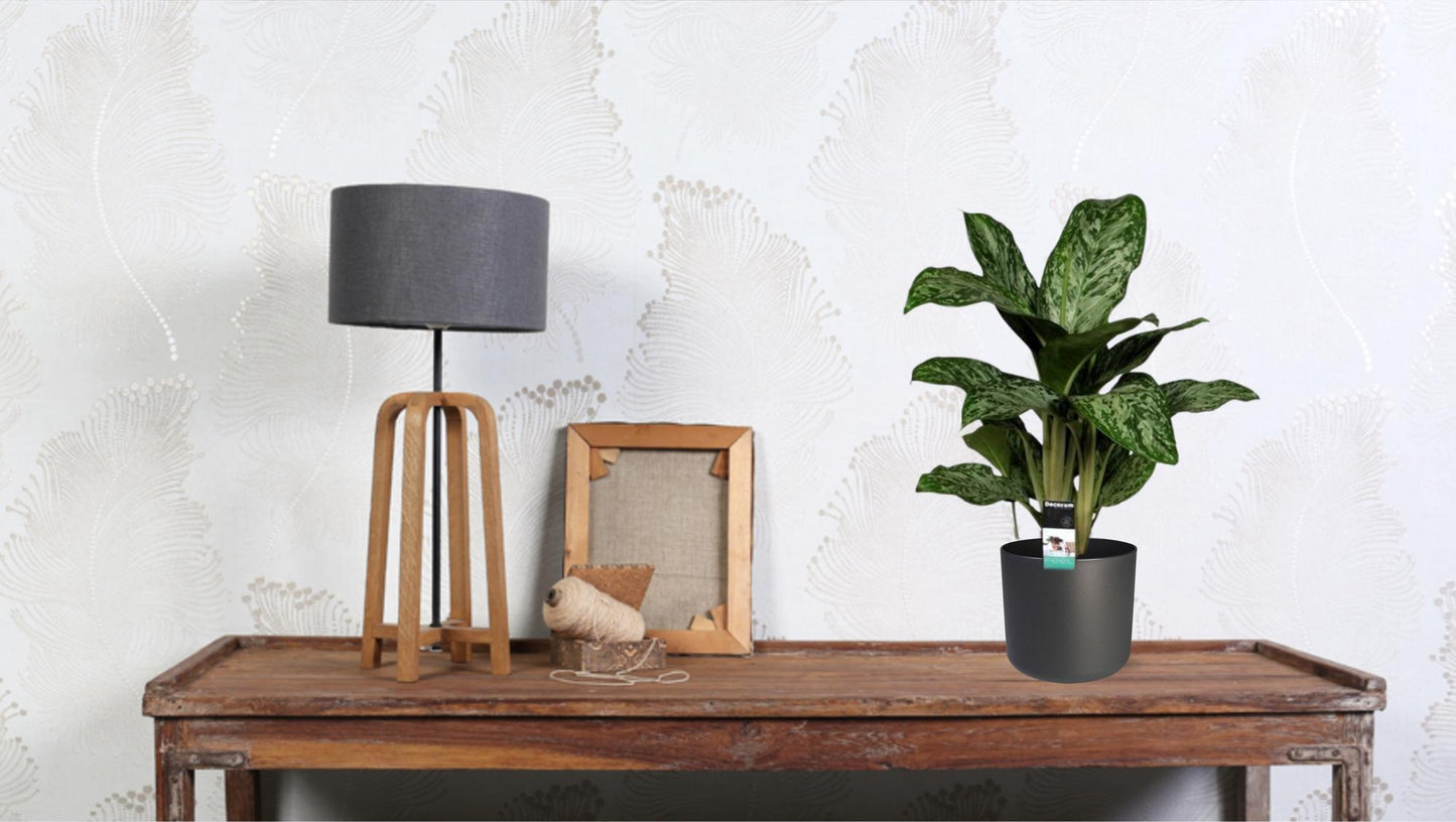 Aglaonema Greenlight – Luftreinigende Zimmerpflanze