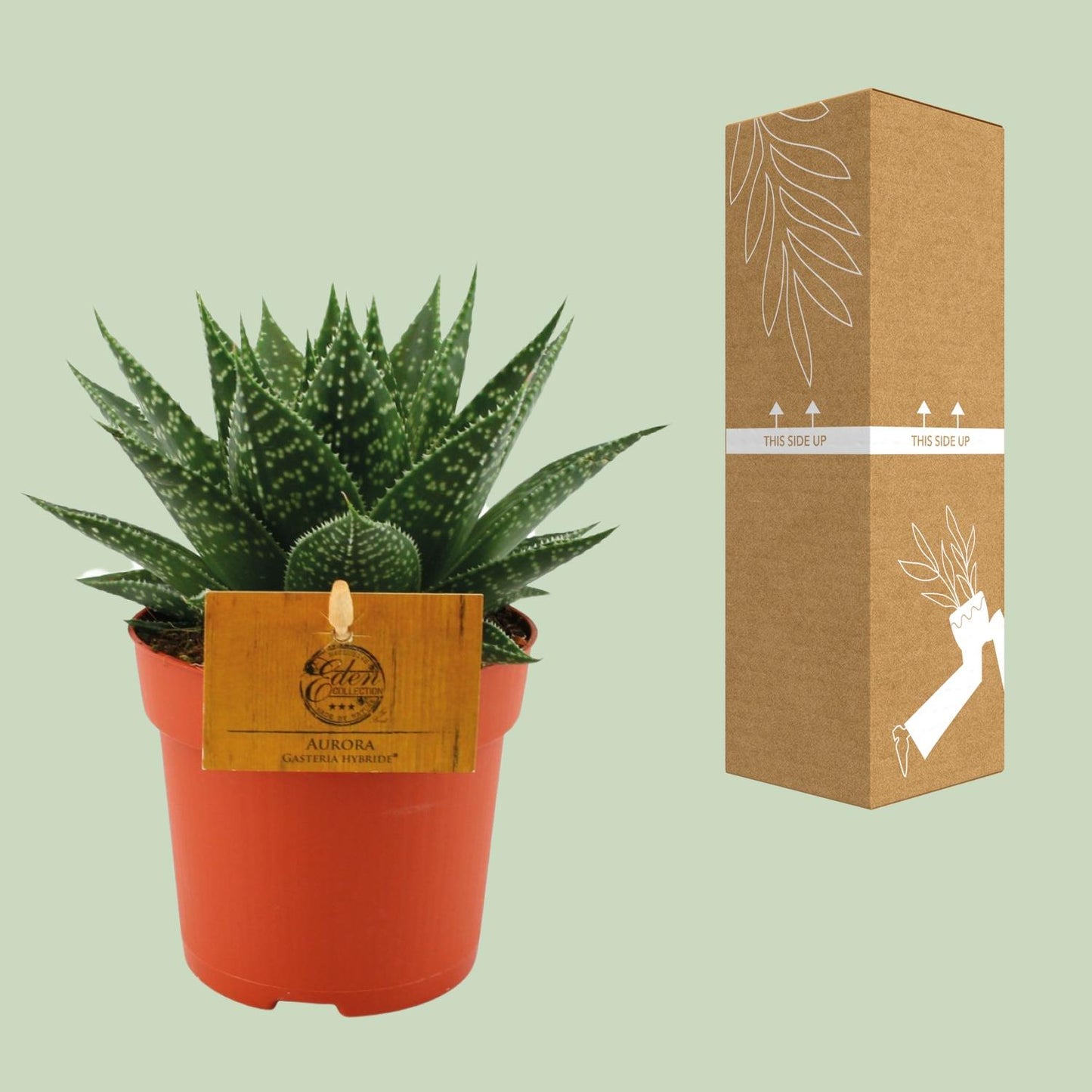 Gasteria Hybride Aurora – kompakte Kuhzungenpflanze Ø11cm