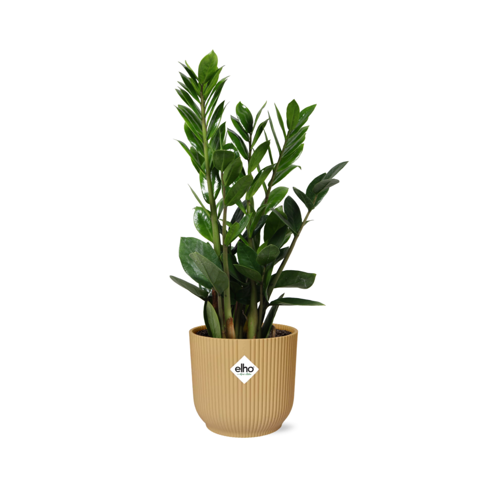 Zamioculcas (ZZ-Pflanze) in ELHO Vibes Fold Topf 14cm Gelb, 45-50 cm