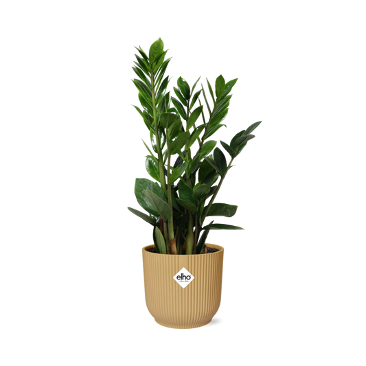 Zamioculcas (ZZ-Pflanze) in ELHO Vibes Fold Topf 14cm Gelb, 45-50 cm