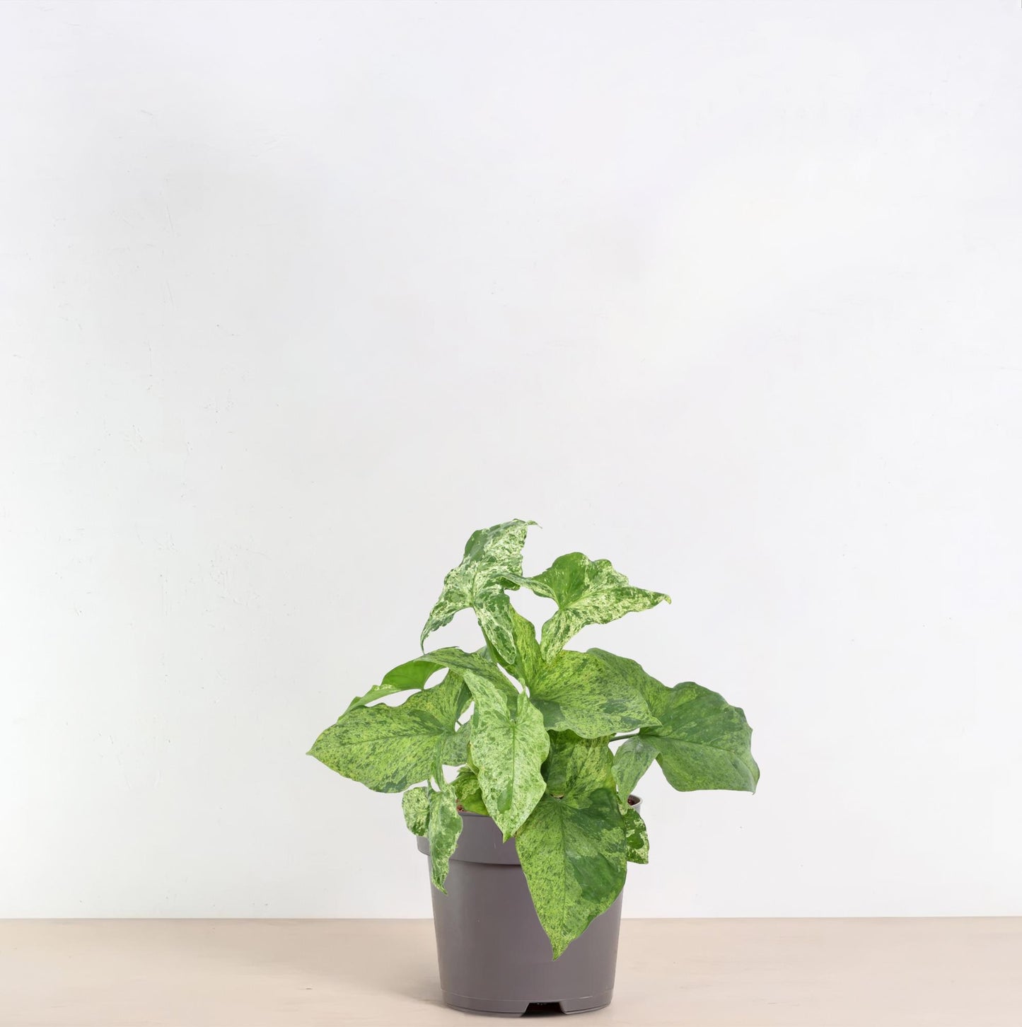 Syngonium Mottled – Pflegeleichte Zimmerpflanze 25 cm