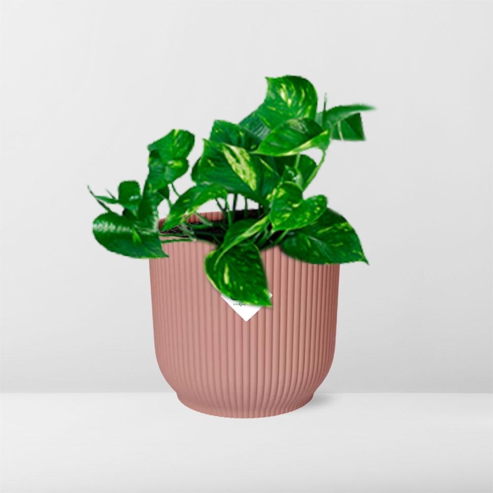 Epipremnum Pinnatum ‘Aureum’ im rosa ELHO Vibes Fold Topf 14cm
