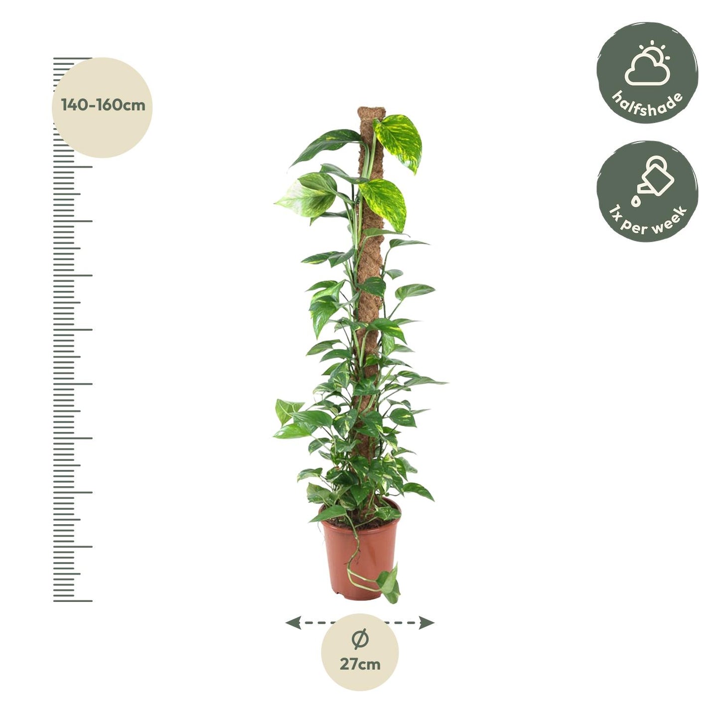 Epipremnum Pinnatum Mosstok – Pflegeleichte Kletterpflanze 150 cm