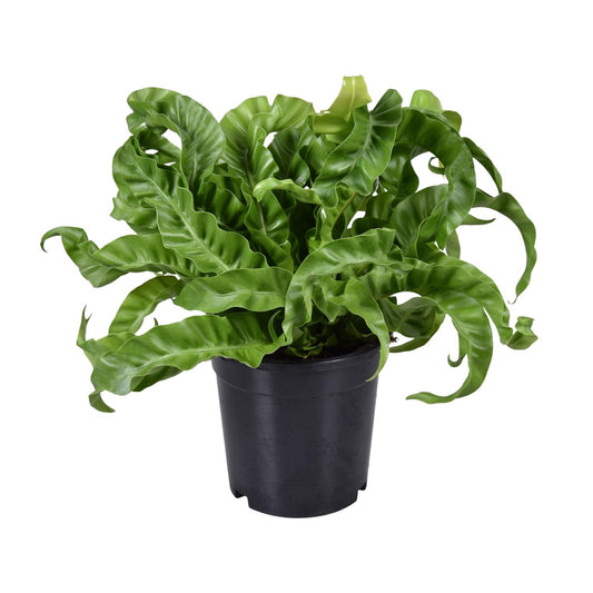 Asplenium Antiquum – pflegeleichter Milzfarn Ø17cm, 40cm hoch
