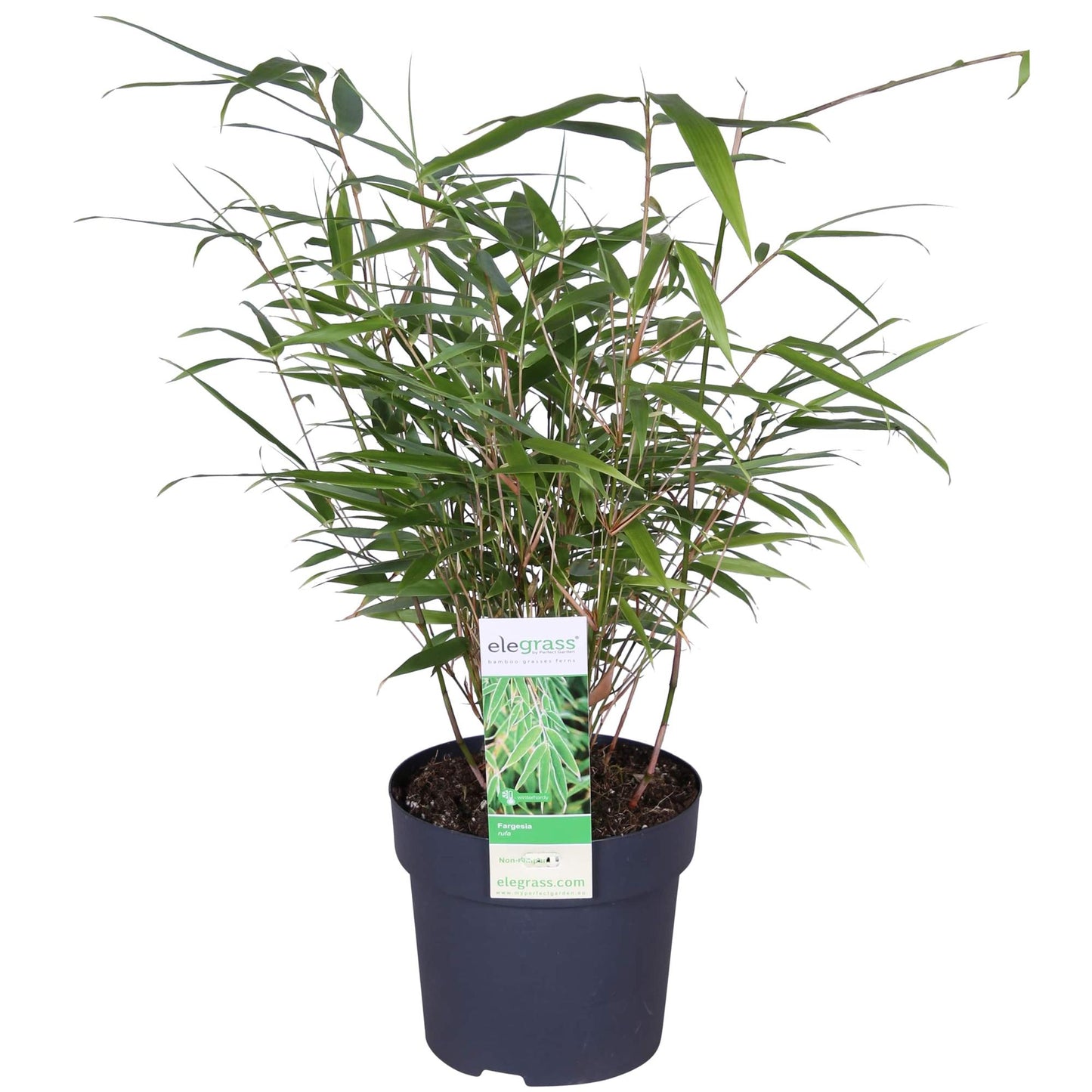 Fargesia Rufa – Pflegeleichter Gartenbambus 80 cm