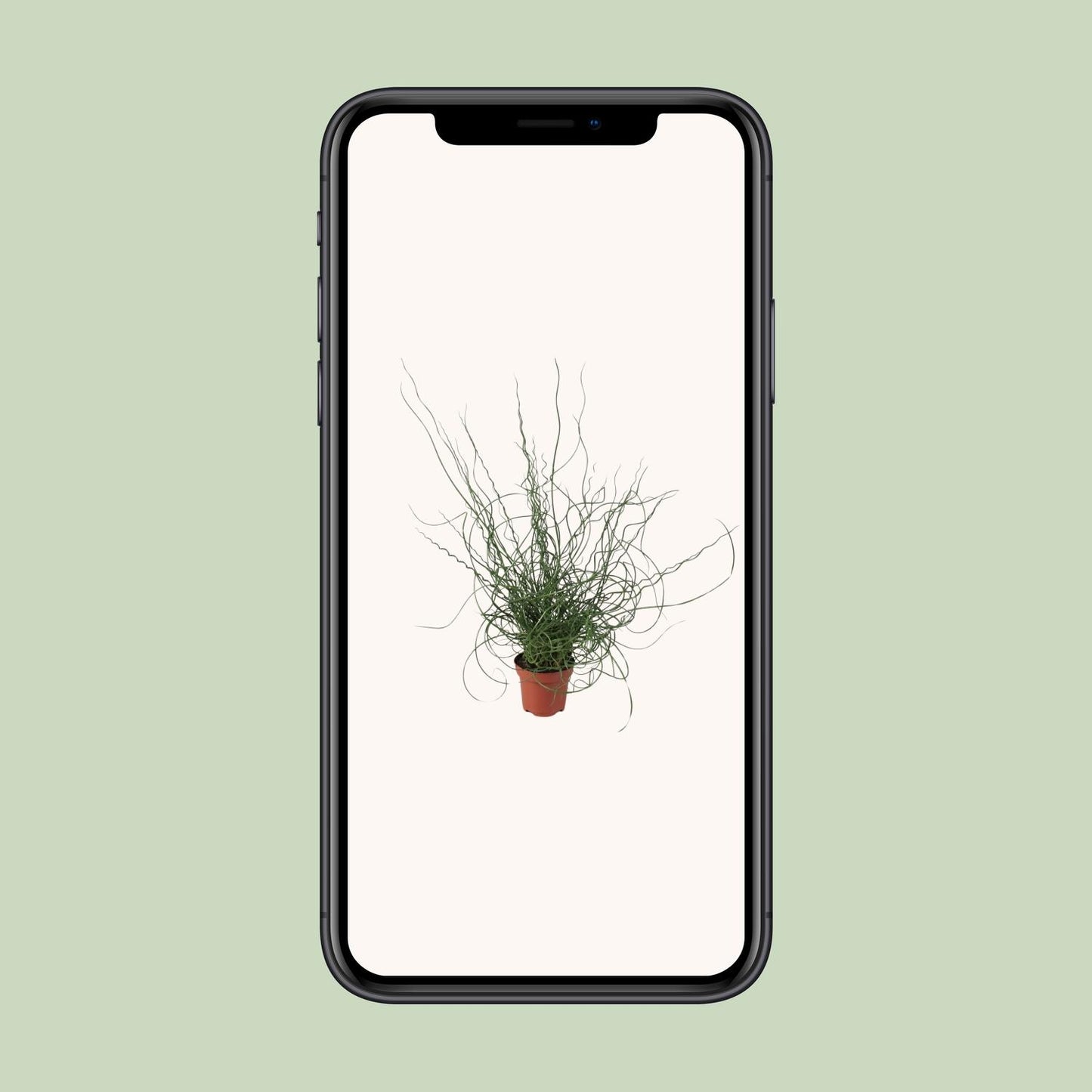 Juncus Effusus Spiralis – Gemeine Binse, Ø12cm, 30cm hoch