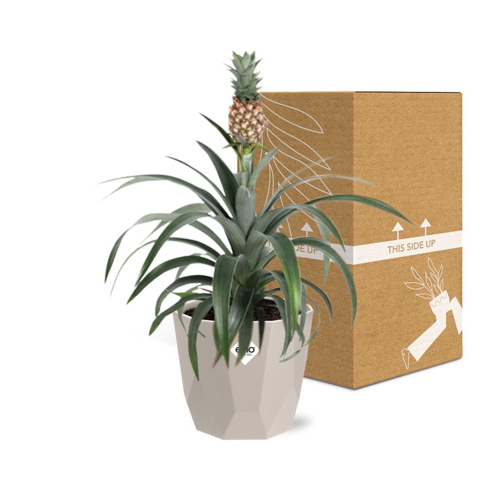Ananas Mi Amigo Zimmerpflanze in ELHO b.for rock 14 cm warm grey