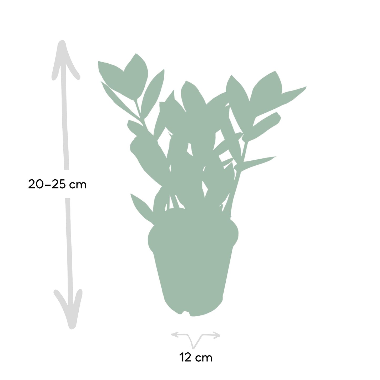 Zamioculcas Zimmerpflanze Ø12cm, 35cm hoch – Pflegeleicht & Robust