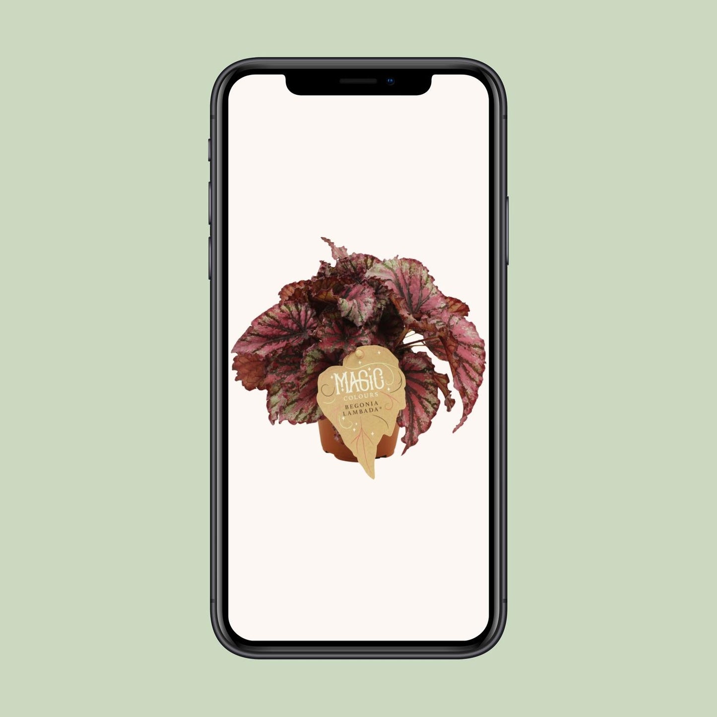 Begonia Rex Lambada – Pflegeleichte, farbenfrohe Zimmerpflanze Ø12 cm
