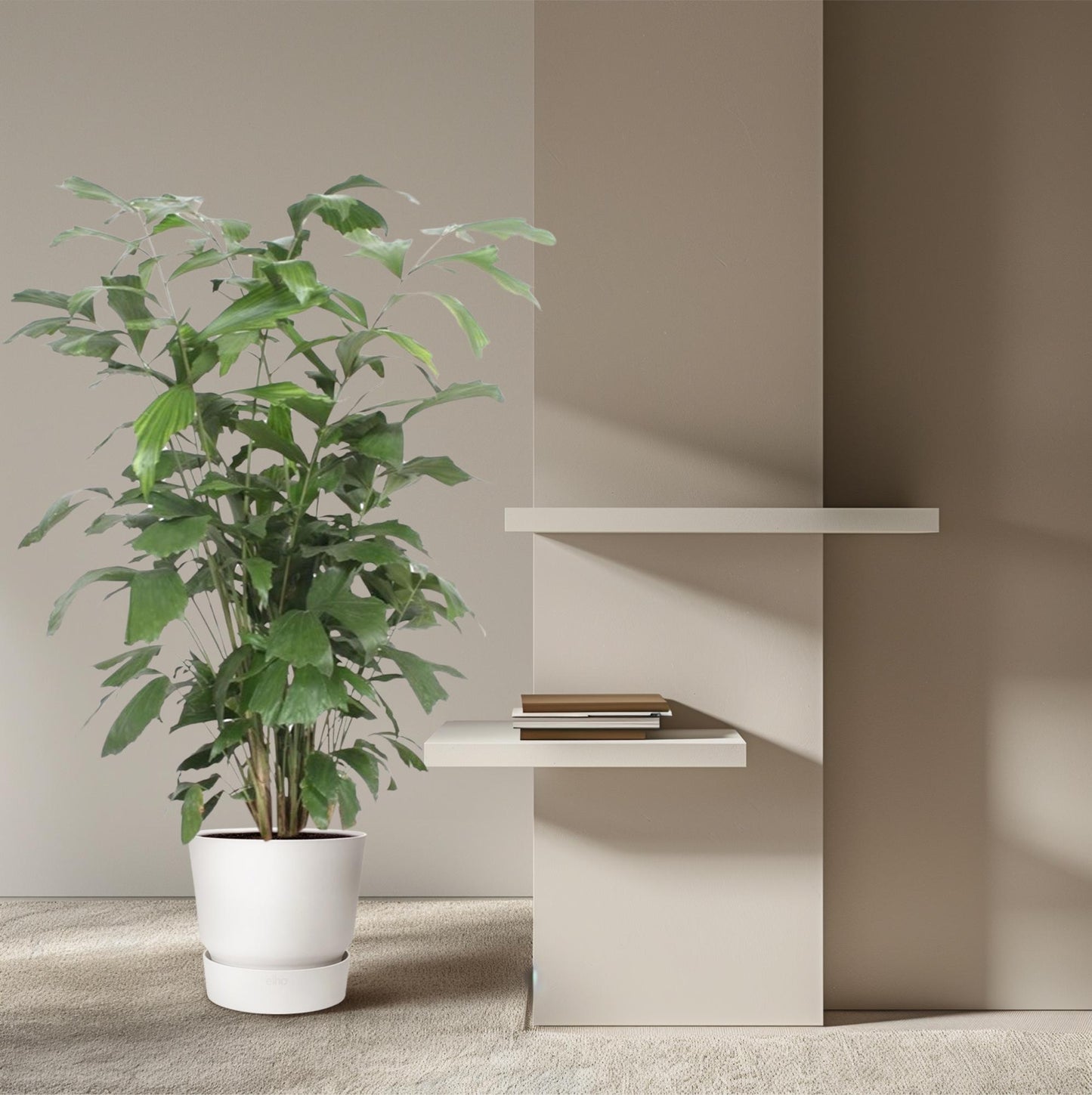 Caryota Mitis – Pflegeleichte Fischschwanzpalme 140 cm