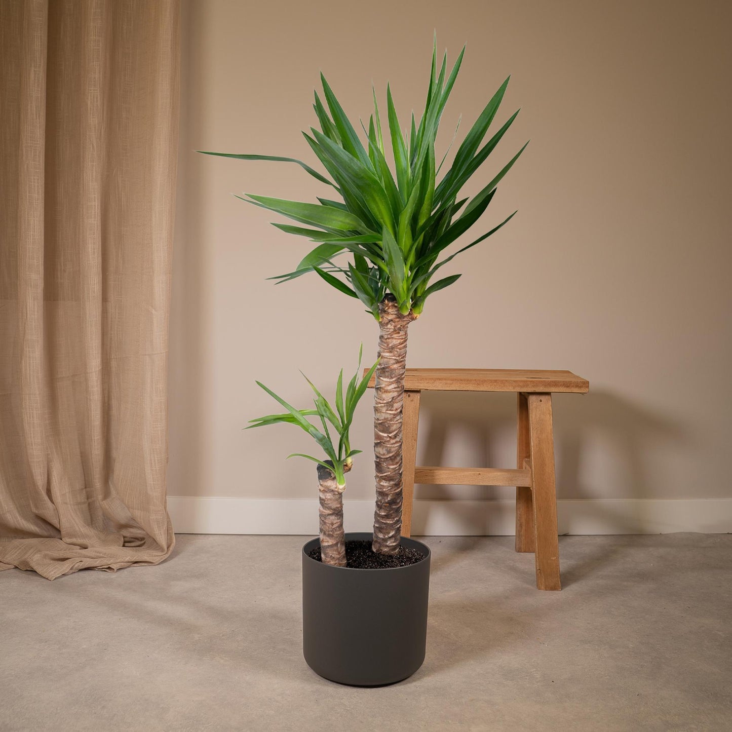 Yucca Elephantipes – Pflegeleichte Zimmerpflanze Ø21cm