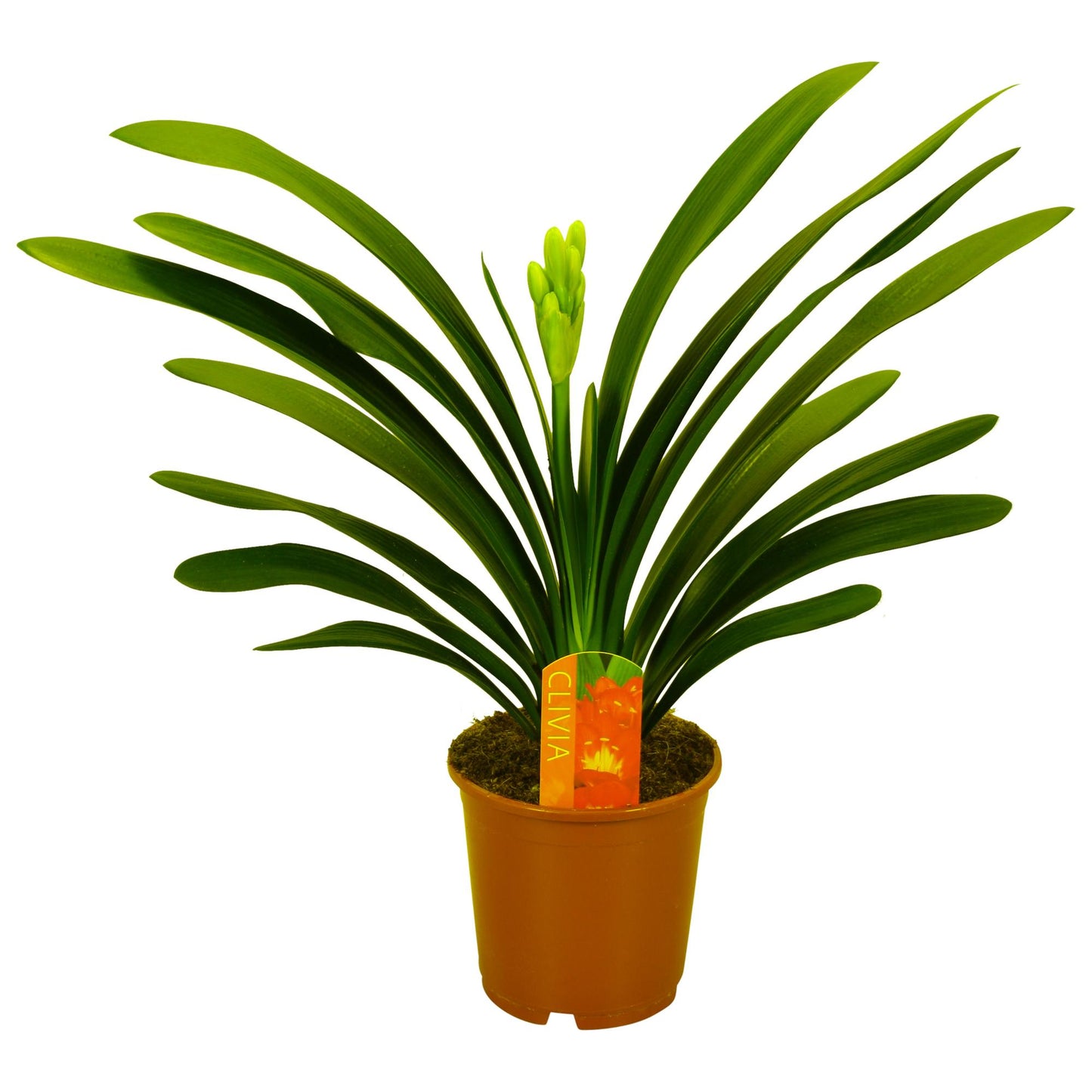 Clivia Miniata – Pflegeleichte Blühpflanze Ø13cm