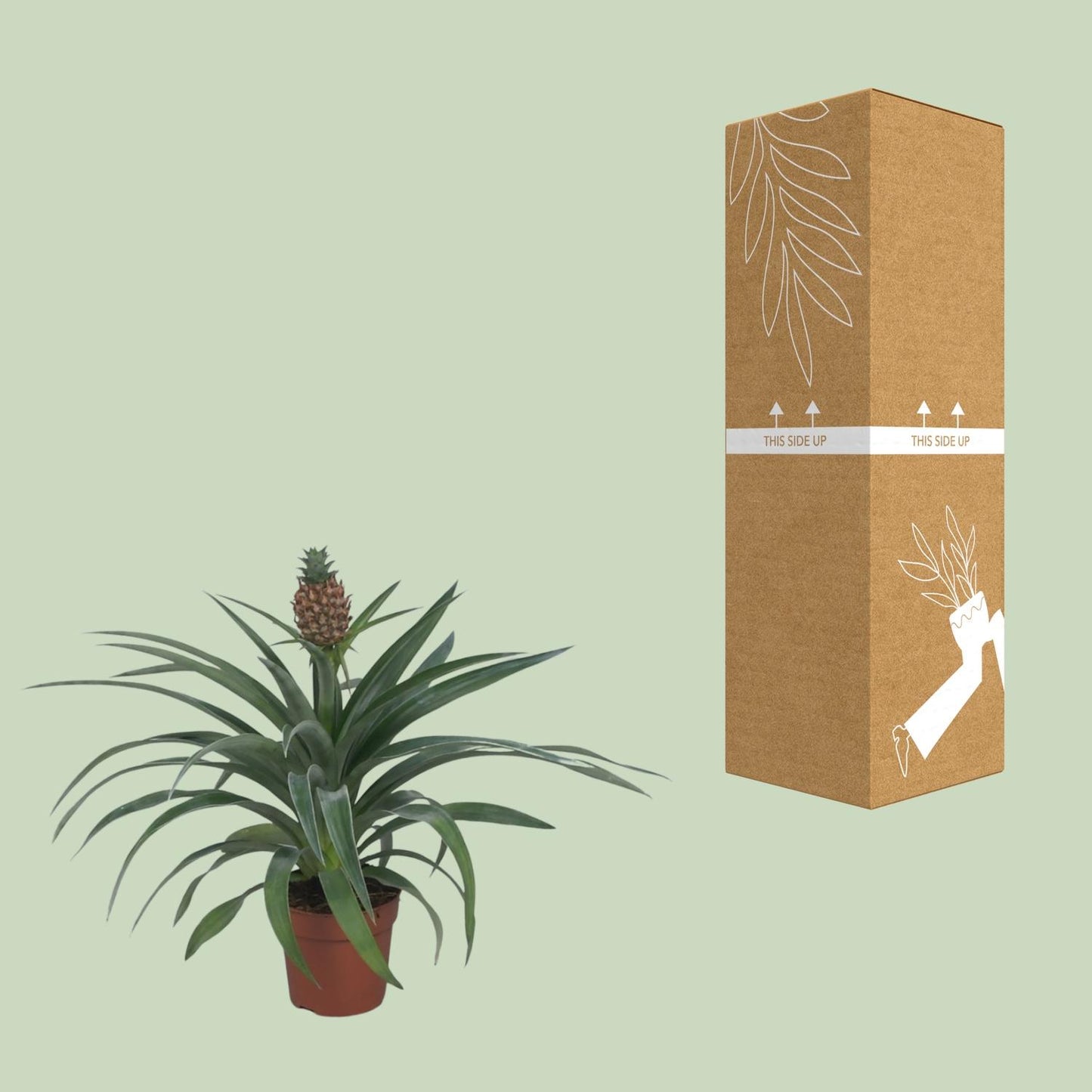 Ananas Mi Amigo Zimmerpflanze Ø12cm, 40cm hoch