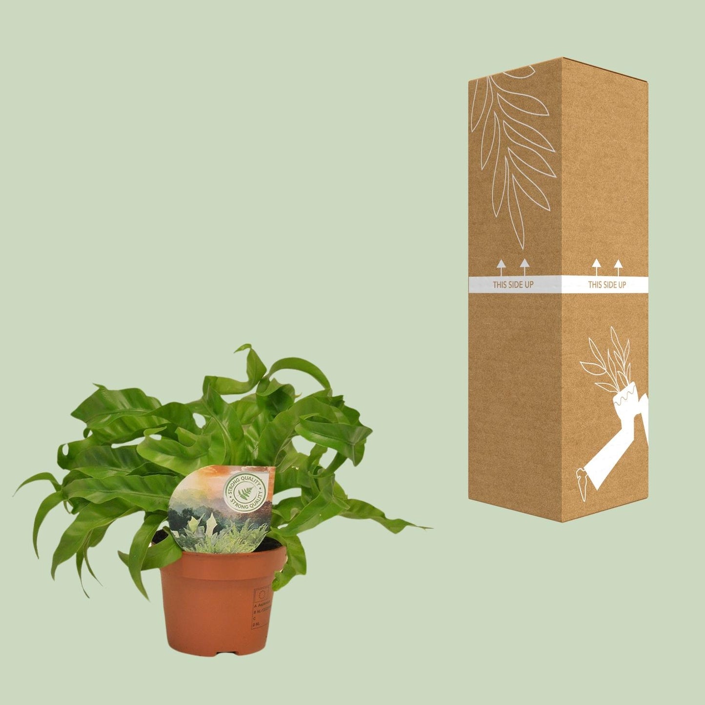 Asplenium Hurricane – Pflegeleichter Nierenfarn Ø12cm, 30cm hoch