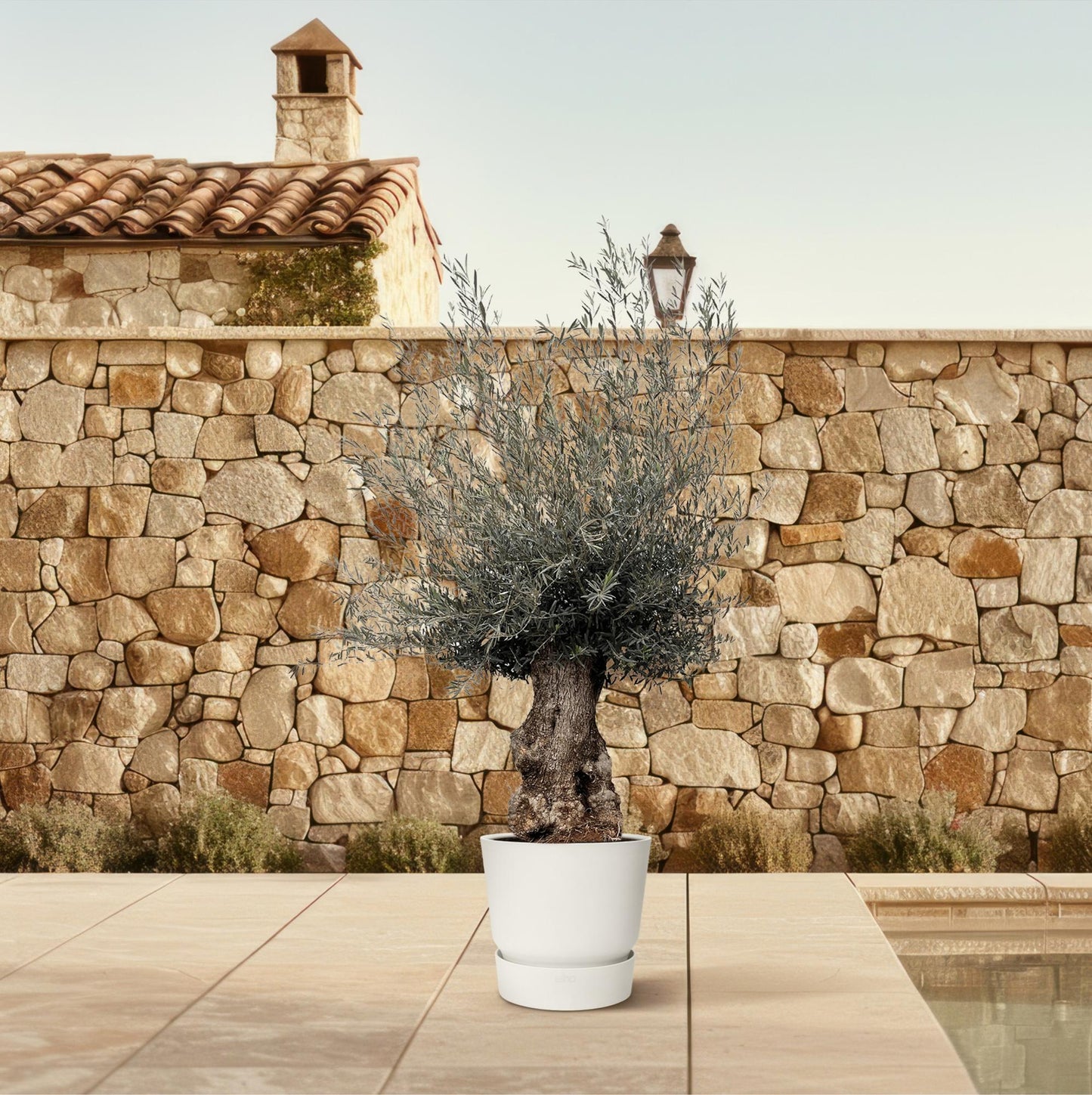 Olea Europaea Bonsai – Eleganter Olivenbaum 270 cm