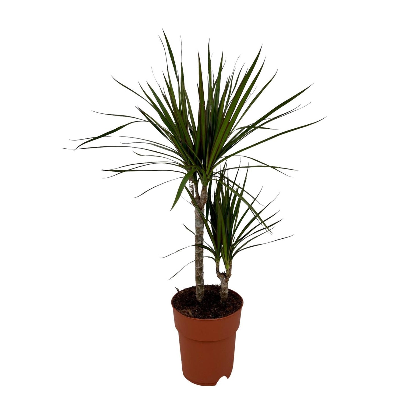 Dracaena Marginata Bicolor Ø19cm – Pflegeleichter Drachenbaum