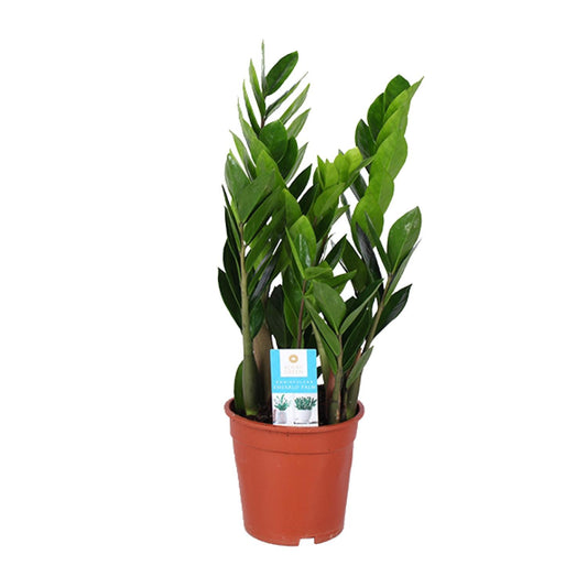 Zamioculcas Zamiifolia Ø17cm – Pflegeleichte ZZ-Pflanze bis 60cm